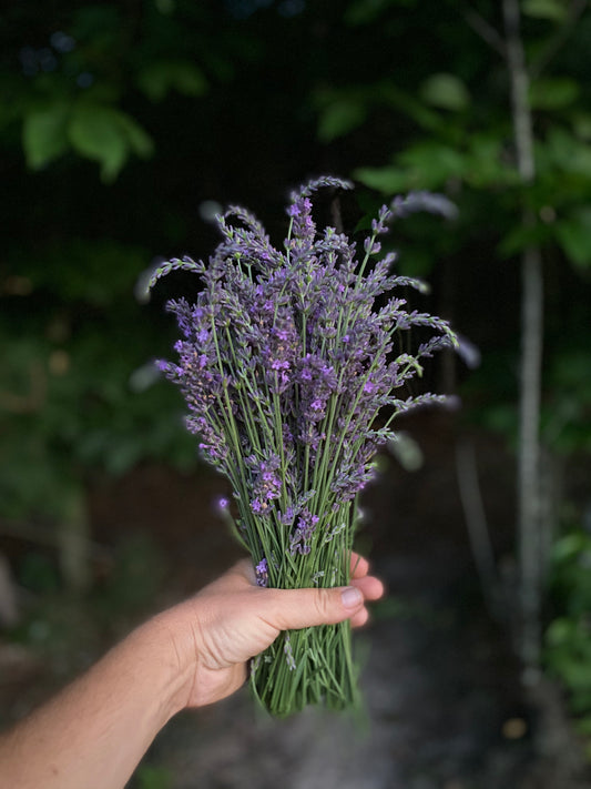 Lavender Salve