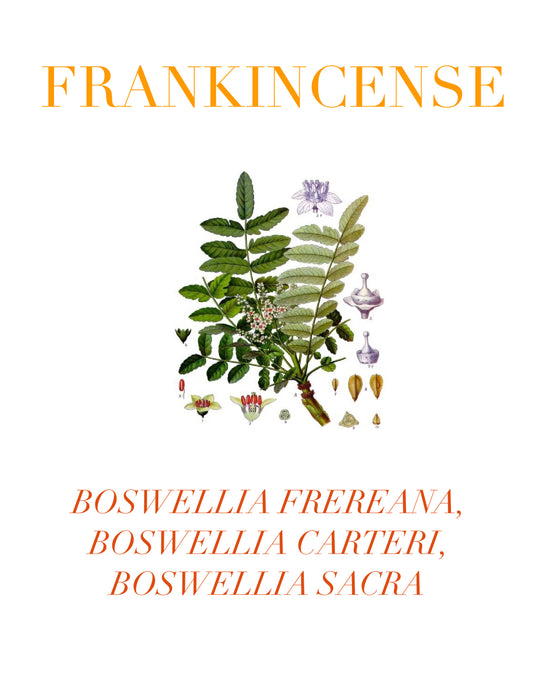 Frankincense Essential Oil of the Month Beautiful quick reference printable pdf